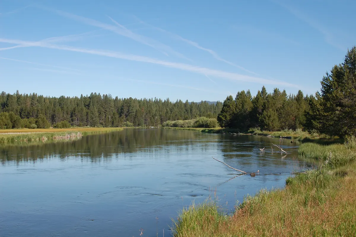 Deschutes River bank lined with pine trees in Sunriver, Oregon, near homes covered by Sunriver property management